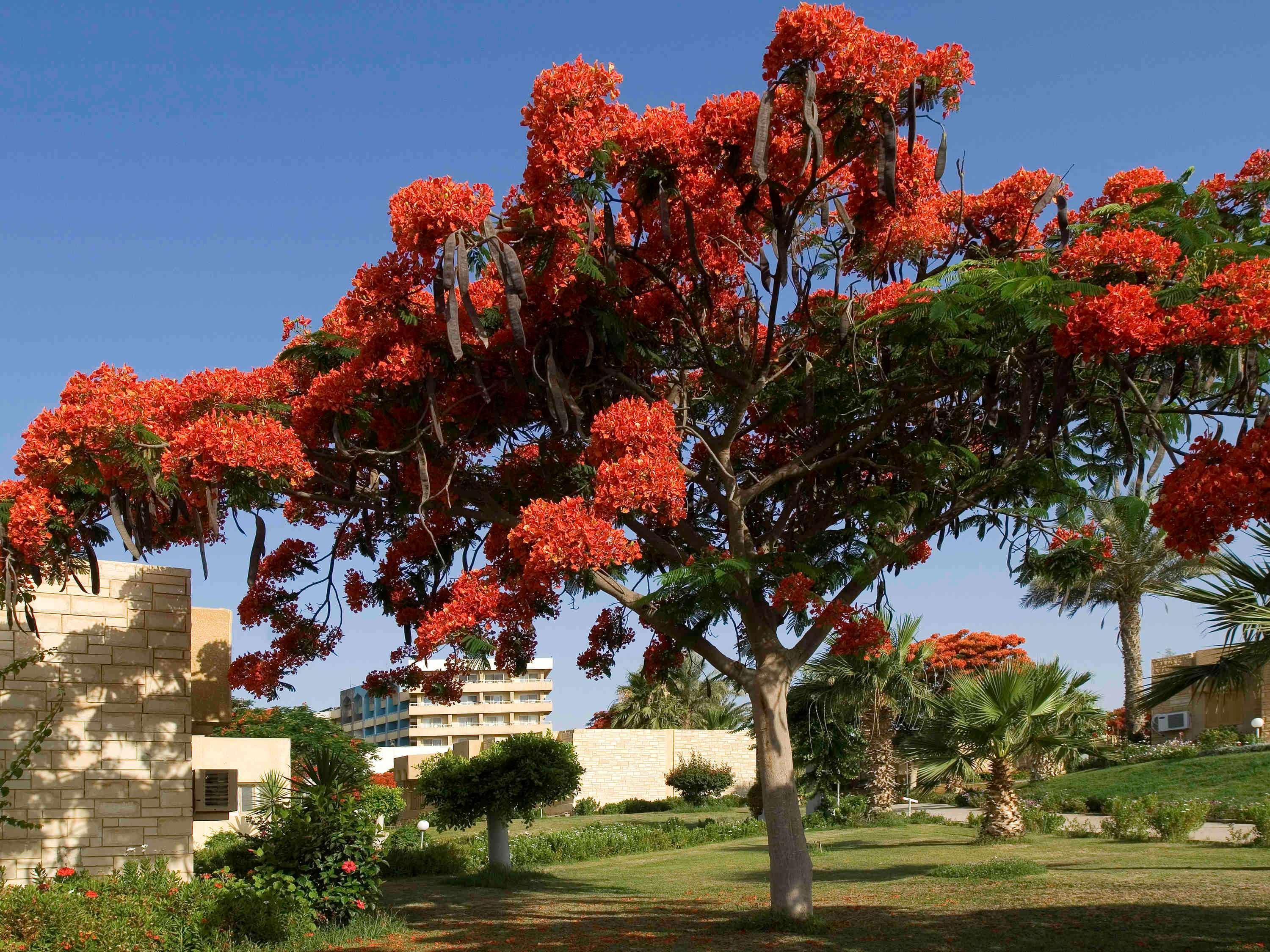 Mercure Ismailia Forsan Island Esterno foto