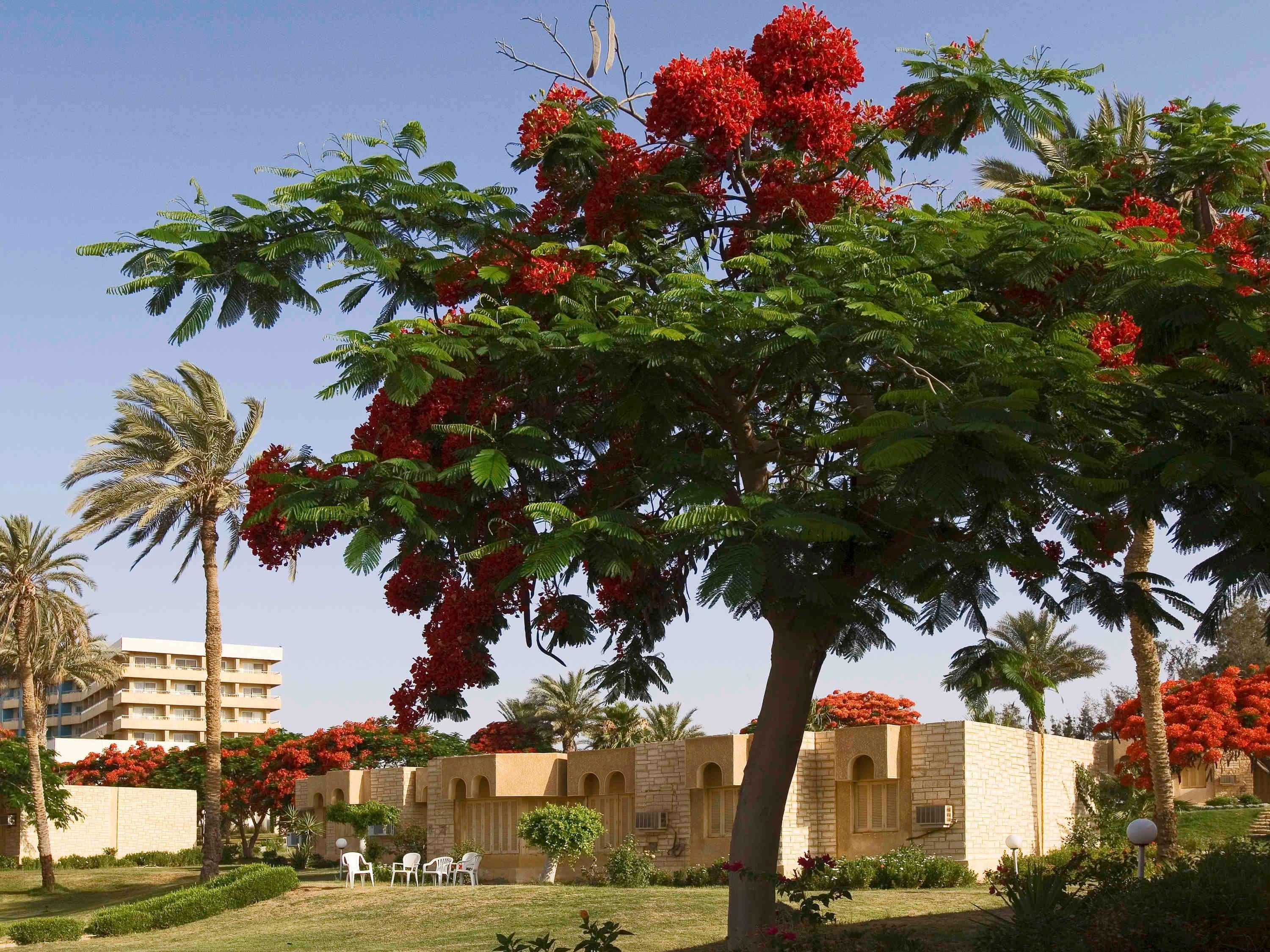 Mercure Ismailia Forsan Island Esterno foto
